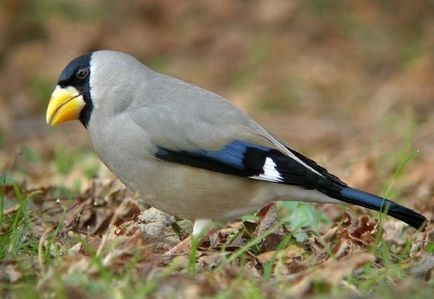 Дубонос (coccothraustes) види, самець і самка, фото, відео, голос