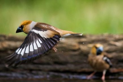 Дубонос (coccothraustes) види, самець і самка, фото, відео, голос