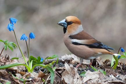 Specii Dubonos (coccothraustes), bărbați și femei, fotografii, video, voce