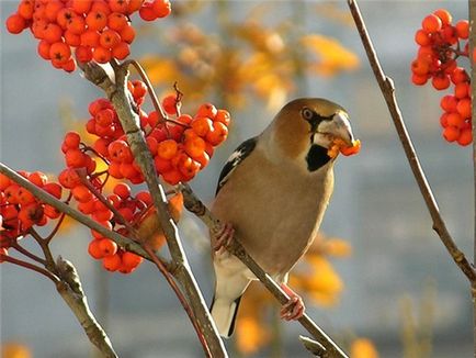 Specii Dubonos (coccothraustes), bărbați și femei, fotografii, video, voce