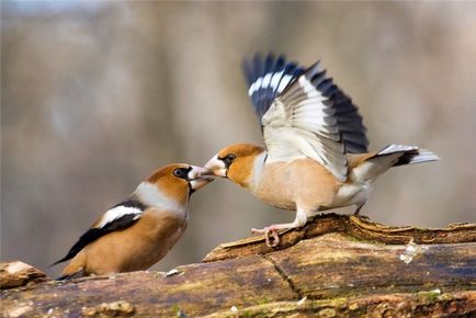 Specii Dubonos (coccothraustes), bărbați și femei, fotografii, video, voce