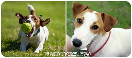 Jack Russell Terrier rasa standard, caracteristici, caracter (fotografie)