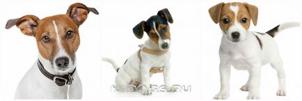 Jack Russell Terrier rasa standard, caracteristici, caracter (fotografie)