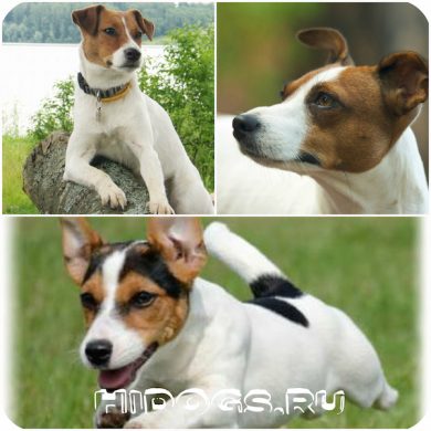 Jack Russell Terrier rasa standard, caracteristici, caracter (fotografie)