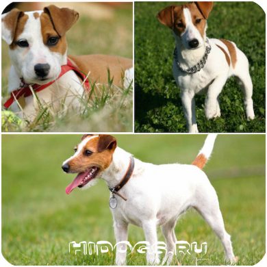 Jack Russell Terrier rasa standard, caracteristici, caracter (fotografie)