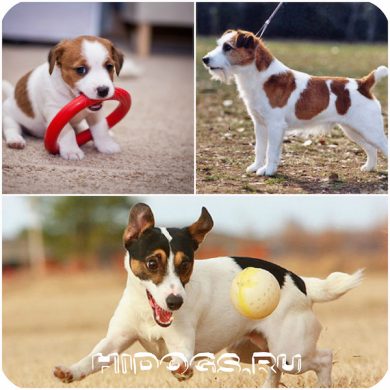 Jack Russell terrier fajta szabványos funkciók, a természet (fotó) (Russell) Jack Russell terrier fajta szabványos funkciók, a természet (fotók)