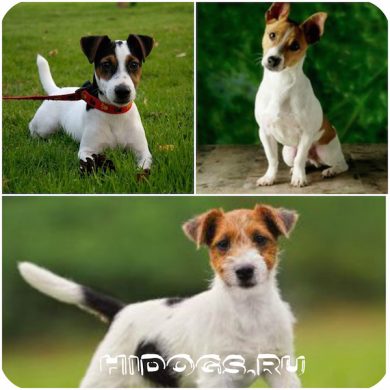 Jack Russell Terrier rasa standard, caracteristici, caracter (fotografie)