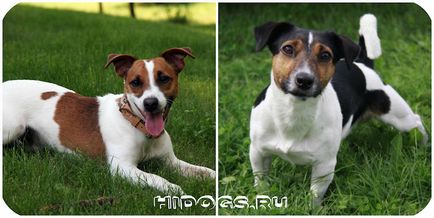 Jack Russell Terrier rasa standard, caracteristici, caracter (fotografie)