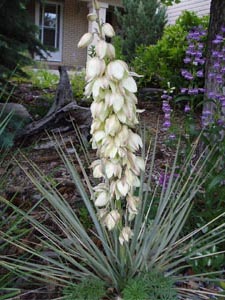 Enciclopedia plantelor Yucca