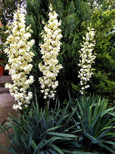 Enciclopedia plantelor Yucca