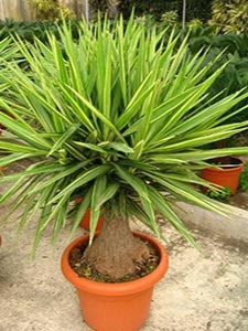 Enciclopedia plantelor Yucca