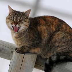 Ha a macska vagy macska támadás és agresszív viselkedést mutatnak - szól macskák és macskák szeretettel