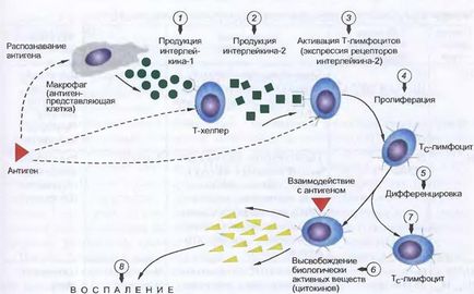 Etiologia și patogeneza alergiei de tip imunocomplex