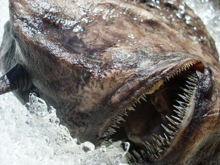 Ці примари-акули і глибоководні демони здатні налякати будь-якого