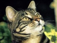 European Shorthair pisică fotografie, European Shorthair fotografie, pisici sălbatice, strămoși,