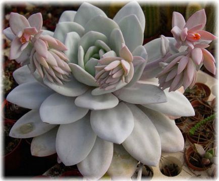 Echeveria îngrijire la domiciliu, fotografie, căi de reproducere, specii