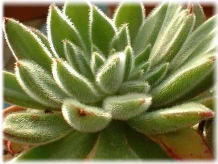 Echeveria îngrijire la domiciliu, fotografie, căi de reproducere, specii