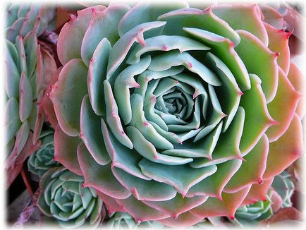 Echeveria îngrijire la domiciliu, fotografie, căi de reproducere, specii