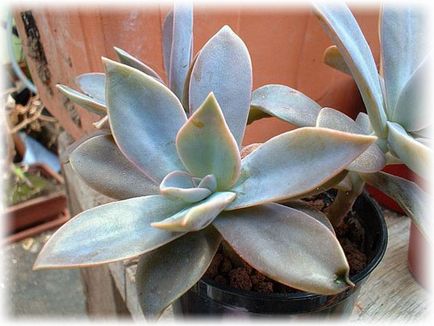 Echeveria îngrijire la domiciliu, fotografie, căi de reproducere, specii