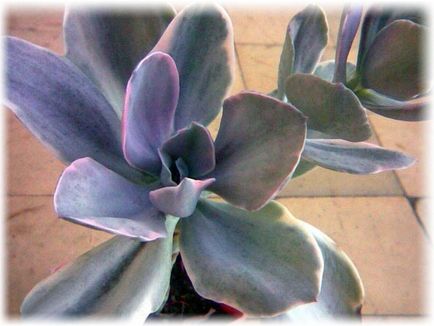 Echeveria îngrijire la domiciliu, fotografie, căi de reproducere, specii