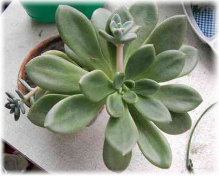 Echeveria îngrijire la domiciliu, fotografie, căi de reproducere, specii