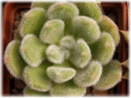 Echeveria îngrijire la domiciliu, fotografie, căi de reproducere, specii