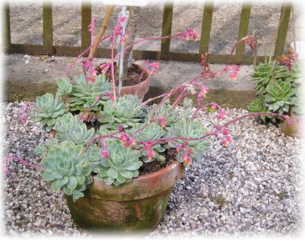 Echeveria îngrijire la domiciliu, fotografie, căi de reproducere, specii