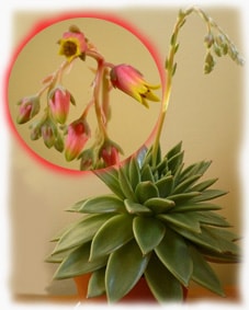 Echeveria îngrijire la domiciliu, fotografie, căi de reproducere, specii