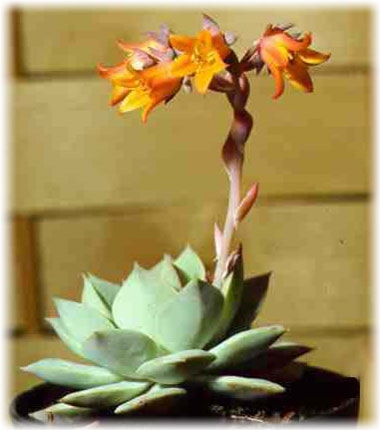 Echeveria îngrijire la domiciliu, fotografie, căi de reproducere, specii