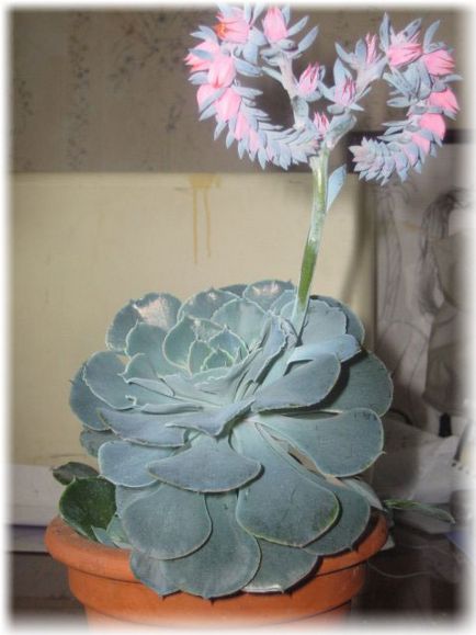 Echeveria îngrijire la domiciliu, fotografie, căi de reproducere, specii