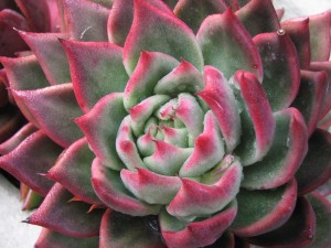 Echeveria în creștere, reproducere și îngrijire la domiciliu