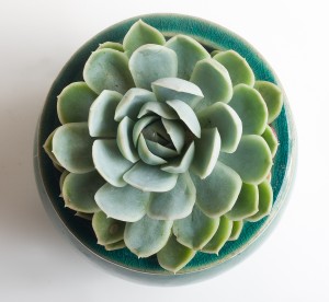 Echeveria în creștere, reproducere și îngrijire la domiciliu