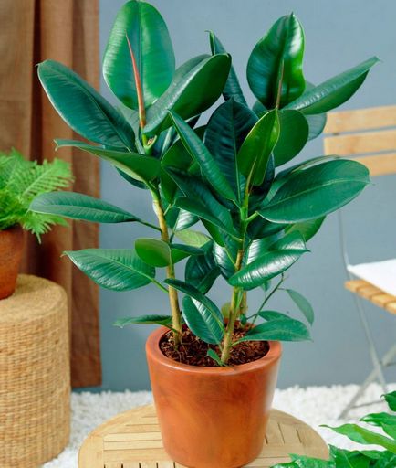 Ficus rubber (elastika) - îngrijire la domiciliu