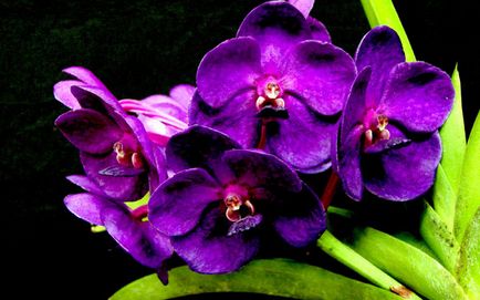 Фіолетова орхідея - характеристика, основні групи та нюанси вирощування