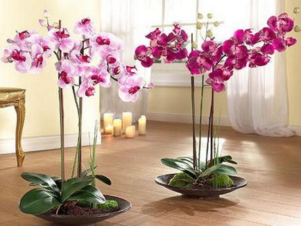 Фіолетова орхідея - характеристика, основні групи та нюанси вирощування