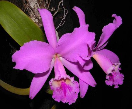 Purpură orhidee - caracteristică, grupe principale și nuanțe de cultivare