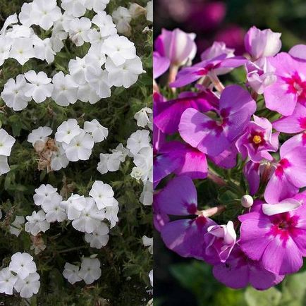 Drummond Phlox és a fotó ültetés és növekvő vetőmag