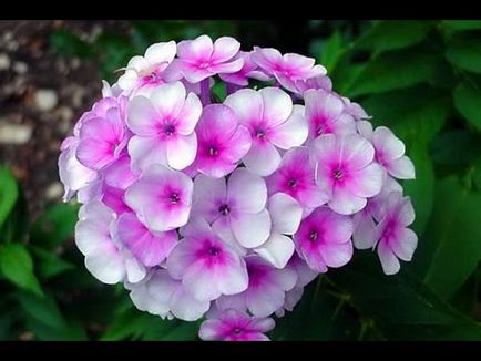 Drummond Phlox - ültetés virág vetőmag, termesztés és karbantartási fotókkal és videó