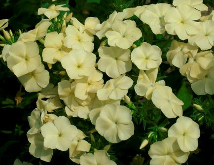 Drummond Phlox - ültetés virág vetőmag, termesztés és karbantartási fotókkal és videó