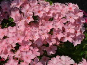 Флокси Друммонда - посадка квітки з насіння, вирощування і догляд з фото і відео