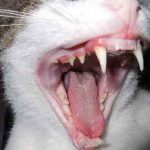 A fluxus egy macska hogyan kell kezelni otthon és fényképek, és hogyan kell kezelni a tüneteket, az alsó állkapocs, ha (cat) A fluxus egy macska hogyan kell kezelni otthon és fényképek, és hogyan kell kezelni a tüneteket, az alsó állkapocs, ha