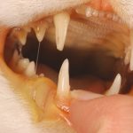 Fluxul într-o pisică este modul în care se tratează la domiciliu și o fotografie cum se tratează și simptomele pe maxilarul inferior dacă