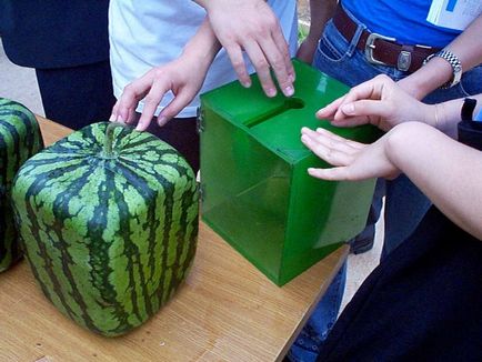 Formele de pepene verde sunt cele mai bune, pud ed, caristan, dutina devreme, copilul de zahăr, diferite