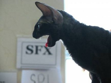 Fényképek Cornish Rex - március 29, 2009 - Mike Farley - szól macskák és macskák (nagyon erősen kötődik a) Fényképek Cornish Rex - március 29, 2009 - Mike Farley - szól macskák és macskák