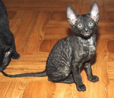 Fényképek Cornish Rex - március 29, 2009 - Mike Farley - szól macskák és macskák (nagyon erősen kötődik a) Fényképek Cornish Rex - március 29, 2009 - Mike Farley - szól macskák és macskák