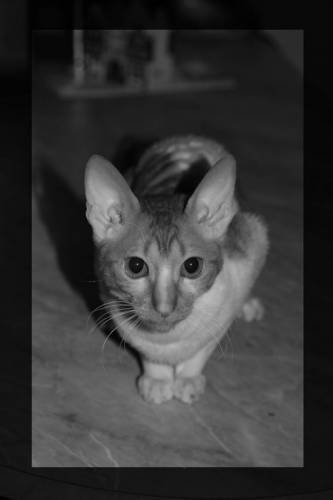 Фотографії Корніш рекс - 29 березень 2009 - котейко - все про кішок і котів