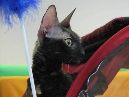 Fényképek Cornish Rex - március 29, 2009 - Mike Farley - szól macskák és macskák (nagyon erősen kötődik) Fényképek Cornish Rex - március 29, 2009 - Mike Farley - szól macskák és macskák