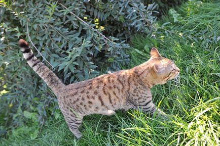 Fotografie de pisici, fotografiere