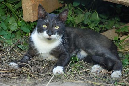 Képek a macskák, fotó-Review