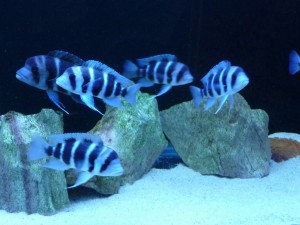 Фронтоз акваріумна рибка